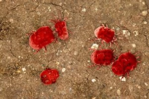 Images Dated 5th January 2004: Velvet Mite