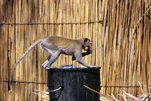 Stealing Prints: Velvet Monkey PS 8123 Scavenging in bin