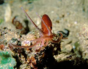 Octopuses Prints: Velvet octopus, Grimpella thaumastocheir