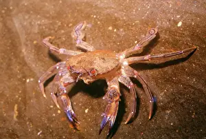 Crab Prints: Velvet / Swimming Crab UK