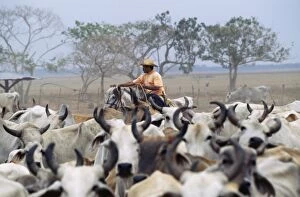 Farmer Gallery: Venezuela - cattle round up