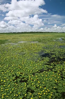 Floods Prints: Venezuela FG 9214 Llanos, flooded savana in December © Francois Gohier / ARDEA LONDON