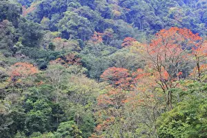 Venezuela - San Isidro Tropical Forest with Bucare Ceibo trees. Andes - Merida - Venezuela