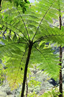 From Below Prints: Venezuela - San Isidro Tropical Forest with trees fern. Andes - Merida