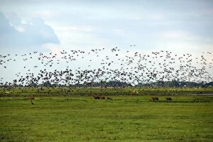 Venezuela - view over Llanos, with birds in flight