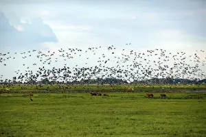 Llanos Prints: Venezuela - view over Llanos, with birds in flight