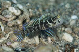 Barred Gallery: Ventral-Barred Shrimpgoby with erect fins on black