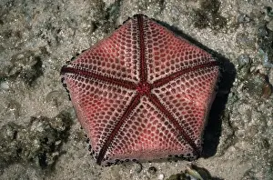Starfishes Prints: Ventral view of Cushion Star showing pentameric pattern Tanzania