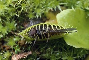VENUS FLY TRAP - with caught fly