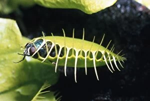 VENUS FLY TRAP - closed over caught fly