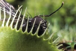 Venus Fly Trap - Fly Caught in Venus Fly Trap