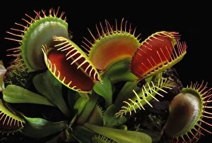 Images Dated 1st May 2007: Venus Flytrap - with traps wide open