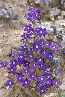 Venus Looking-glass Cornfield weed