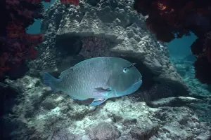 Reefs Prints: Venus Tusk Fish - A large Wrasse who feeds by digging holes in coral rubble
