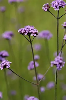 Verbena Prints: Verbena - against meadow grasses. La Vendee region, France. June