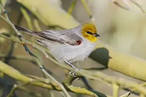 Verdin