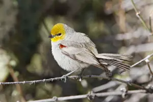Verdin