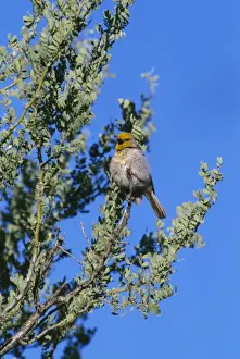 Verdin Madera Canyon, Arizona
