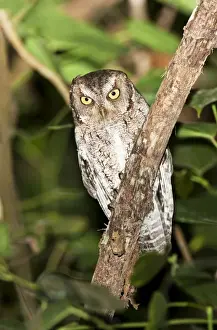 Vermiculated Screech Owl. La Bajada, Mexico in March