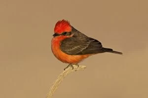 Images Dated 13th January 2007: Vermilion Flycatcher