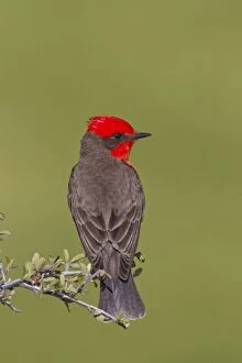 Images Dated 19th March 2010: Vermilion Flycatcher - adult male - March - Southeast Arizona - USA