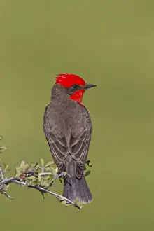 Flycatcher Prints: Vermilion Flycatcher - adult male - March - Southeast Arizona - USA
