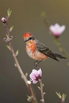 Images Dated 19th March 2010: Vermilion Flycatcher - molting male - March - Arizona - USA