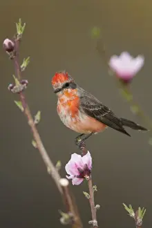 Flycatcher Prints: Vermilion Flycatcher - molting male - March - Arizona - USA