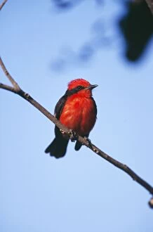 Images Dated 6th September 2004: Vermilion Flycatcher Tropical Central & South America
