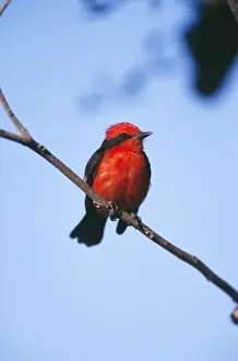 Vermilion Flycatcher Tropical Central & South America
