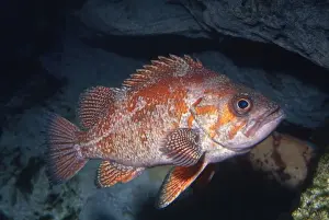 Vermilion Rockfish Rocky reefs, coast of California