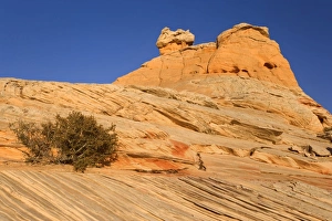 Images Dated 30th April 2009: Vermillion Cliffs - White Pocket Church - carved rock made of jurrasic-age Navajo Sandstone that