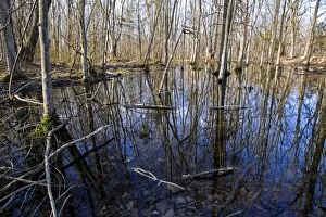 Images Dated 3rd April 2011: Vernal Pool - in spring time - Breeding place for
