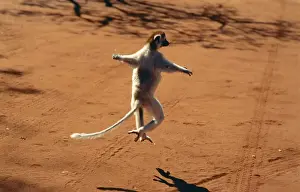 Sifaka Prints: Verreaux Sifaka Berenty S. Madagascar