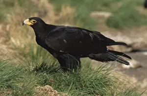 Verreaux's (Black) Eagle CAN 1708 South Africa Aquila verreauxii © John Cancalosi / ARDEA LONDON