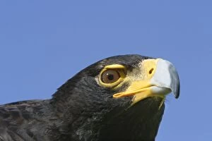 Verreauxs / Black Eagle - close-up of head and beak