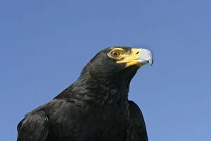 Images Dated 27th October 2003: Verreaux's Eagle