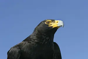 Verreaux's Eagle