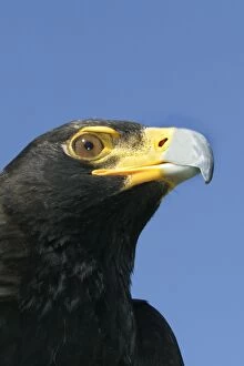 Verreauxs Eagle / Black Eagle