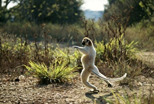 Images Dated 9th November 2004: Verreaux's Sifaka Berenty, Southern Madagascar