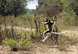Images Dated 9th November 2004: Verreaux's Sifaka Berenty, Southern Madagascar