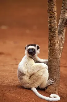 Sifaka Prints: Verreaux's Sifaka Endemic. Berenty, Madagascar