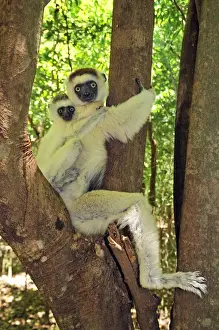 Verreaux's Sifaka with an infant - Berenty Private Reserve - Southern Madagascar