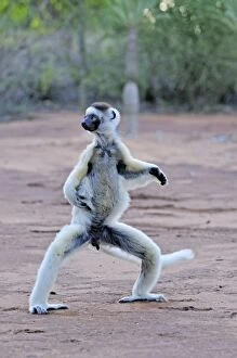 Sifakas Gallery: Verreaux's Sifaka - jumping