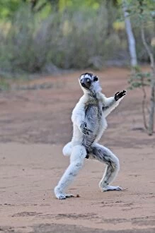 Images Dated 29th January 2008: Verreaux's Sifaka - jumping