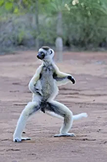 Verreaux's Sifaka - jumping - Berenty Private Reserve - Southern Madagascar