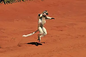 Verreaux's Sifaka - jumping - Berenty Private Reserve - Southern Madagascar