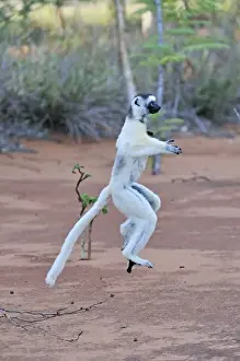 Sifaka Prints: Verreaux's Sifaka - jumping - Berenty Private Reserve - Southern Madagascar