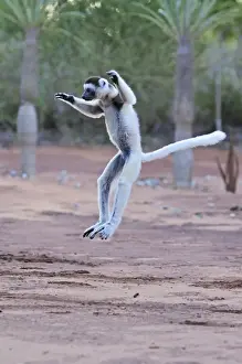 Verreaux's Sifaka - jumping - Berenty Private Reserve - Southern Madagascar