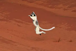 Verreaux's Sifaka - jumping - Berenty Private Reserve - Southern Madagascar